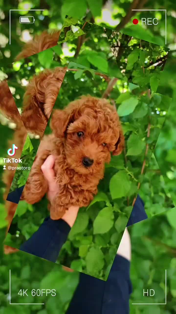Caniche Toy perros en venta: ULTIMO ❗❗❗ en Madrid - Video 1