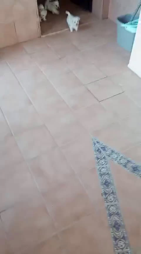 Bichón Maltés perros en venta: Bichón maltés linea americana  - Video 1