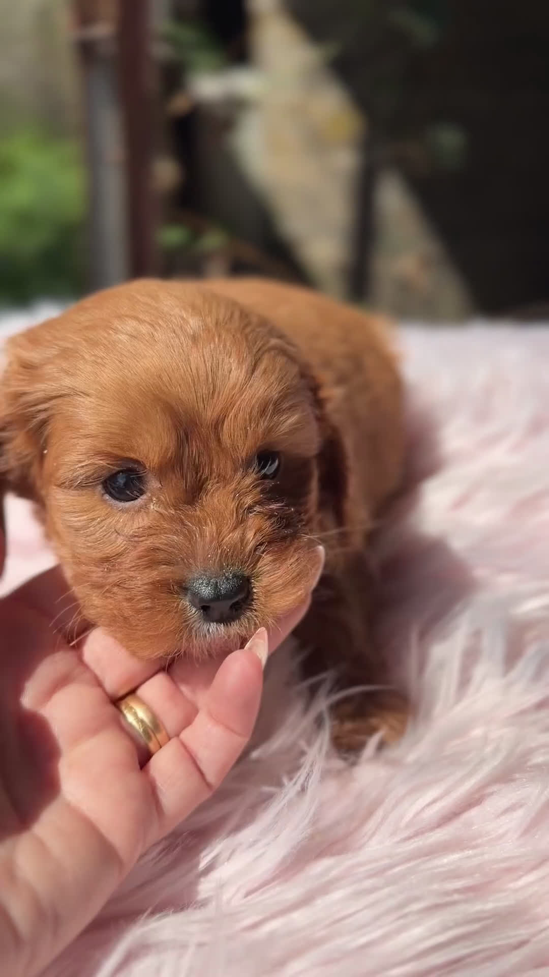 Cavapoo perros en venta: Cavapoo Toy roja  - Video 1