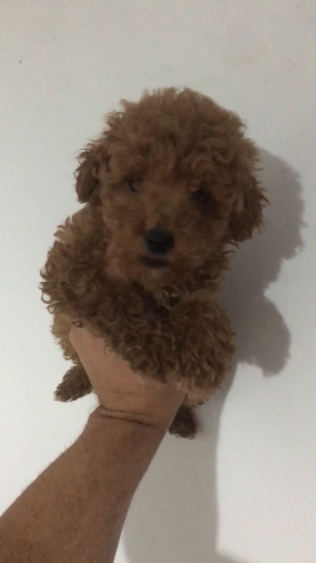 Caniche Toy perros en venta: CANICHES TOYS ROJOS en Madrid - Video 2