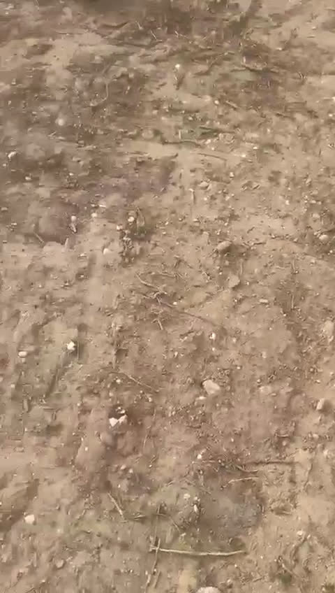 English Springer Spaniel perros en venta: Springer  - Video 1