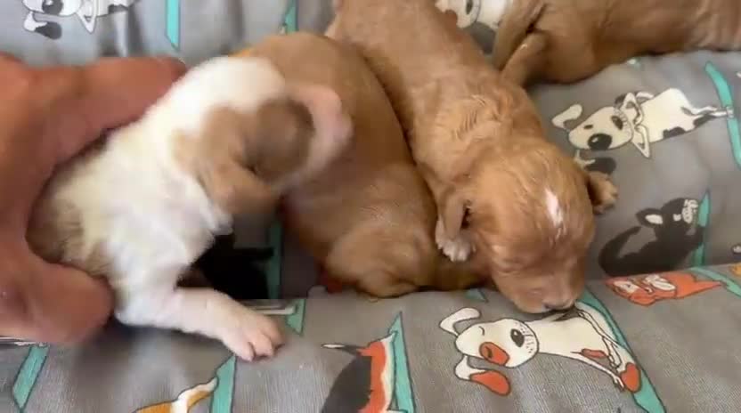 Cavapoo perros en venta: Cavapoo hembra - Video 1