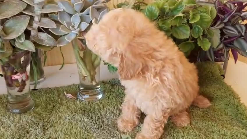 Caniche Toy perros en venta: CANICHE CALIDAD Y SELECCIÓN  - Video 1