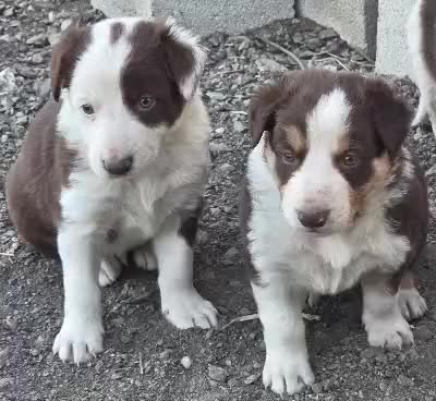 Border Collie perros en venta: Border Collie red - Video 2