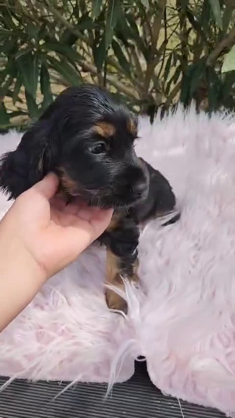 Cocker Spaniel Inglés perros en venta: Cocker black  and tan  - Video 1