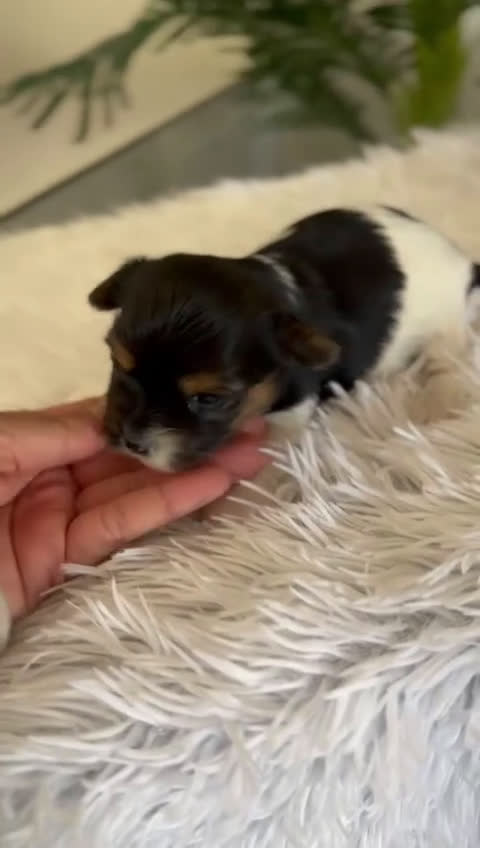 Yorkshire Terrier perros en venta: YORKSHIRE BIEWER HEMBRA - Video 1