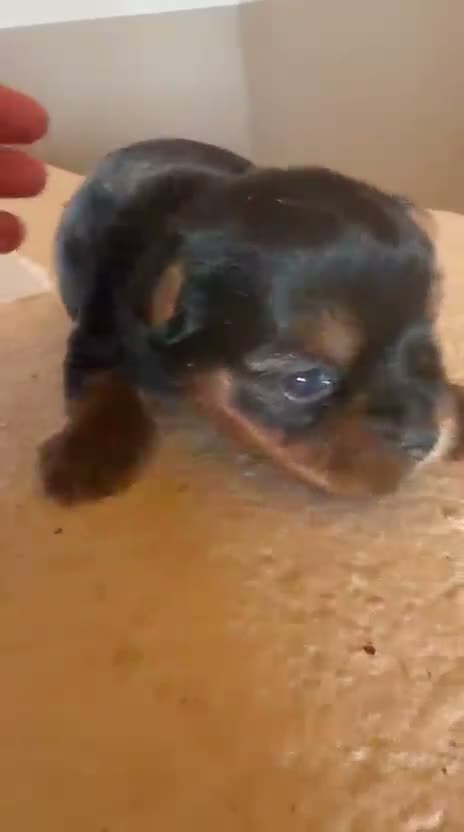 Yorkshire Terrier perros en venta: Yorkshire terrier - Video 1