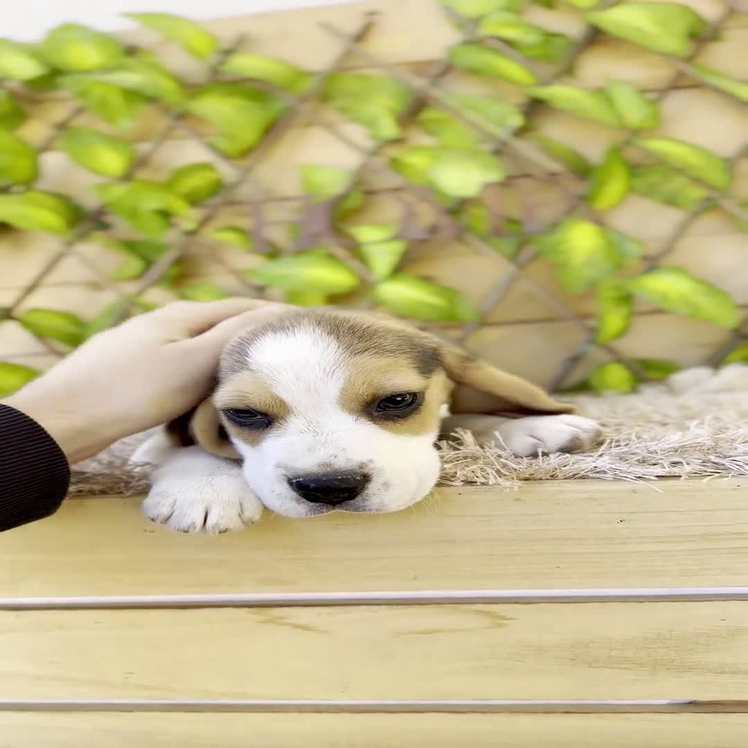 Beagle perros en venta: Camada de Fauna - Video 4