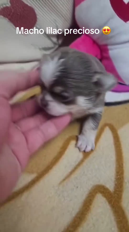 Chihuahua perros en venta: Chihuhua blue - Video 2