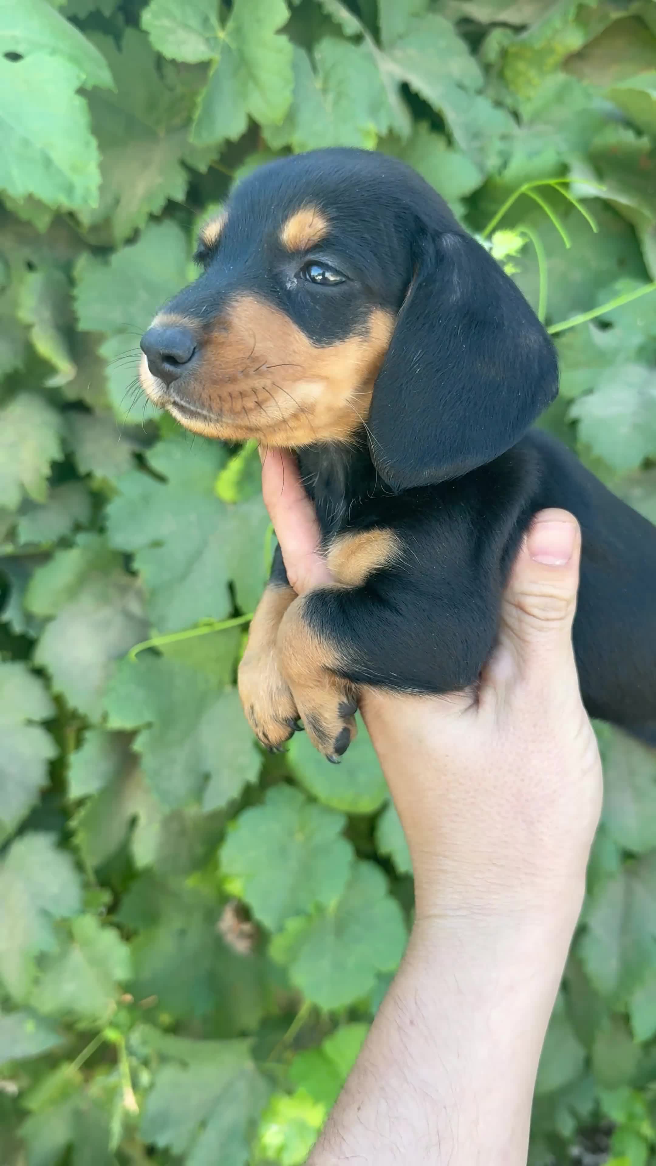 Teckel Miniatura perros en venta: Teckel miniatura - Video 1