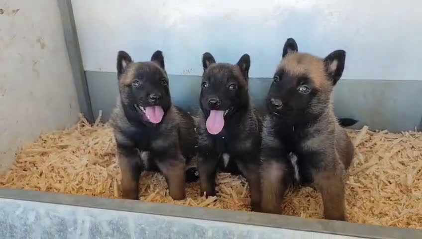 Pastor Belga Malinois perros en venta: Pastor malinois - Video 1