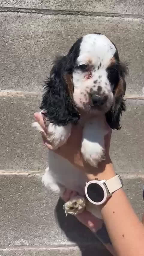 Cocker Spaniel Inglés perros en venta: Cocker inglés  - Video 1