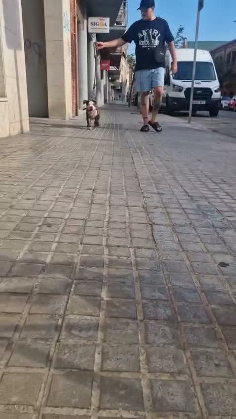 American Bully perros en venta: American Bully - Video 1