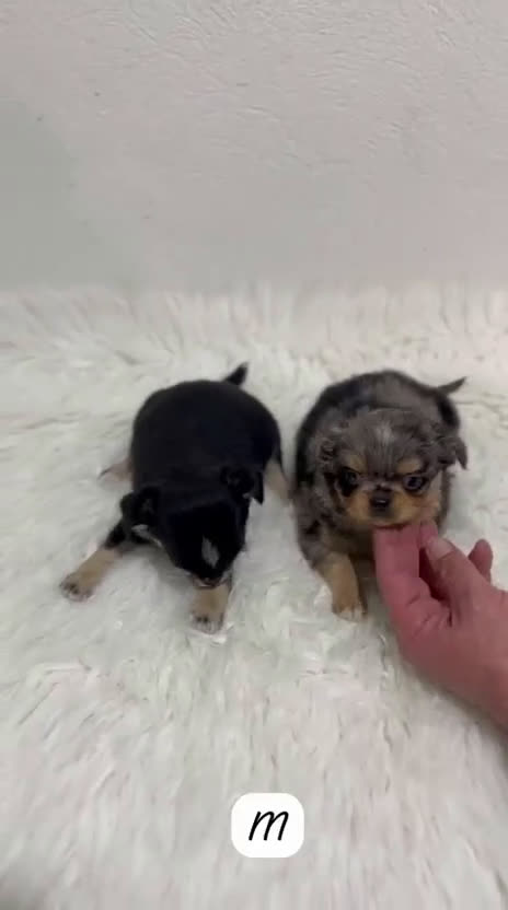 Chihuahua perros en venta: CHIHUAHUA LÍNEA RUSA MICRO TOY - Video 1