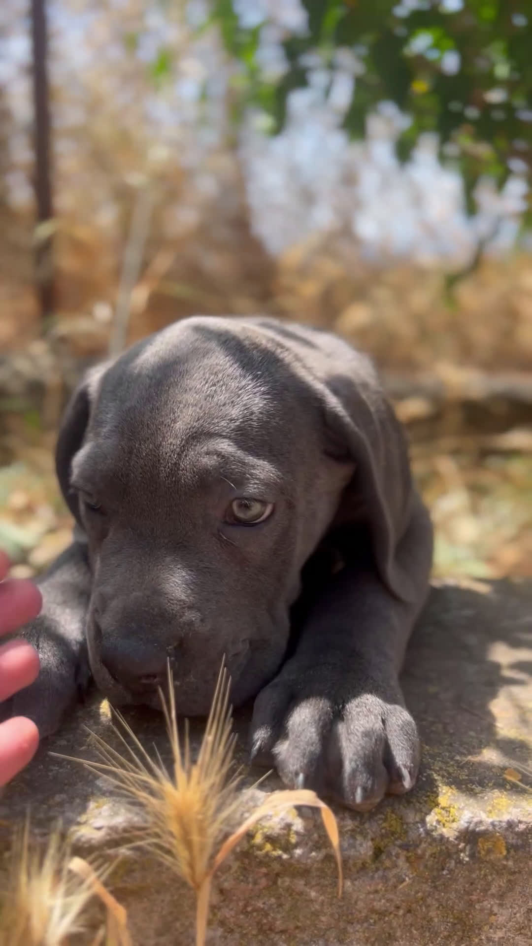 Cane Corso perros en venta: Cane corso  - Video 1