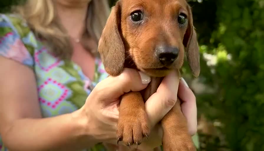 Teckel perros en venta: PRECIO REAL - TECKEL KANINCHEN CIUDAD REAL  - Video 4
