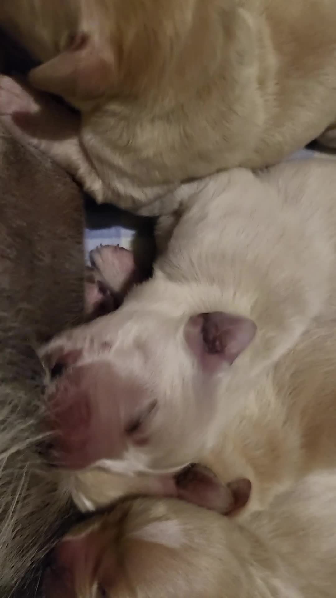 Golden Retriever perros en venta: Golden retriever - Video 1