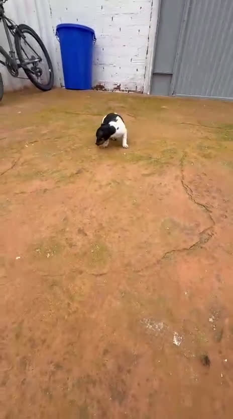 Jack Russell Terrier perros en venta: Jack Russell  - Video 1