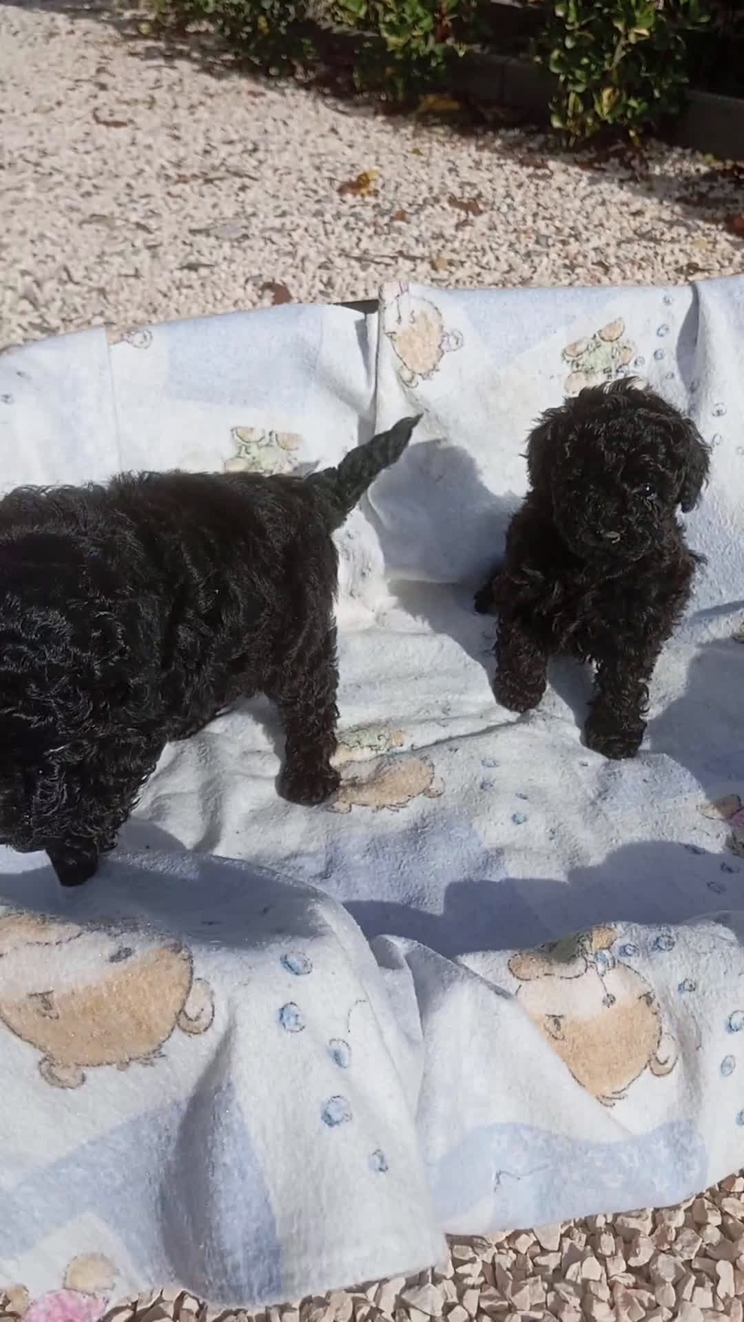 Caniche Toy perros en venta: Caniches hembra Toy - Video 1