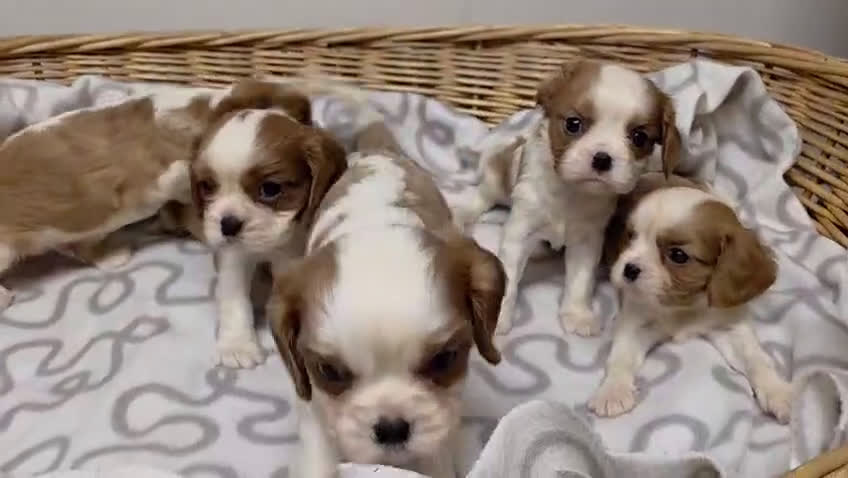 Cavalier King Charles Spaniel perros en venta: Cachorros de Cavalier  - Video 1