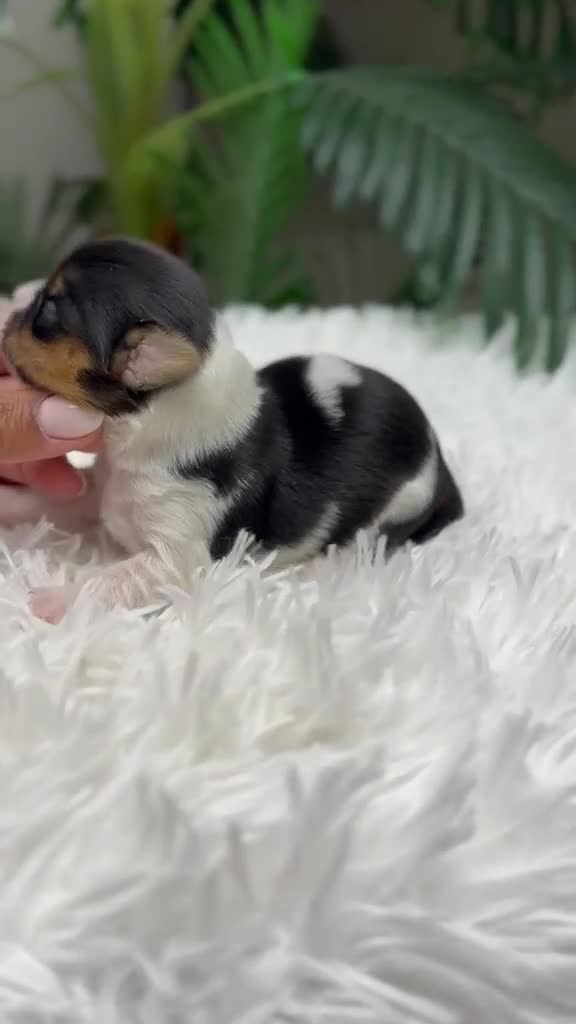Yorkshire Terrier perros en venta: YORKSHIRE BIEWER MACHO 💙 - Video 1