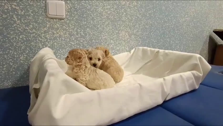 Caniche Toy perros en venta: Últimas dos caniche toy disponibles!  - Video 1