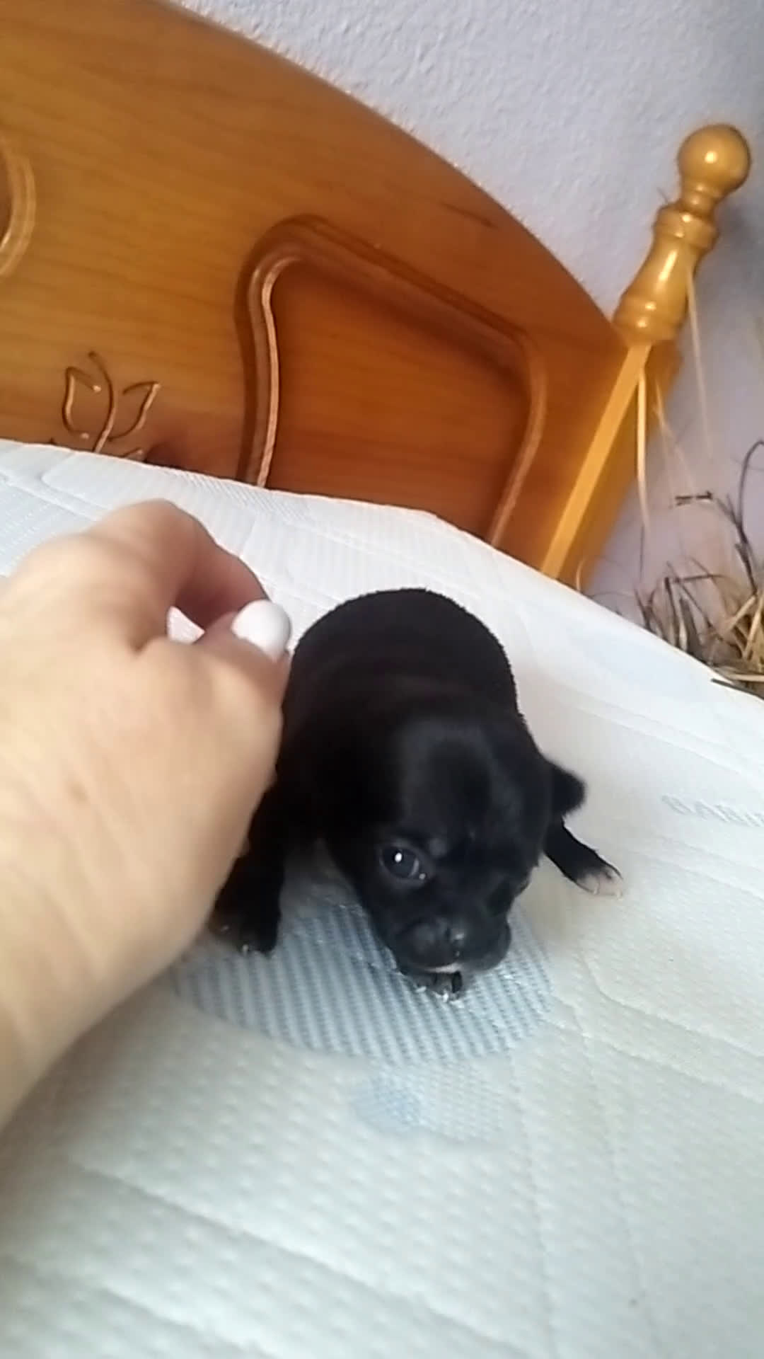 Chihuahua perros en venta: Chihuahua hembra micro toy  - Video 1
