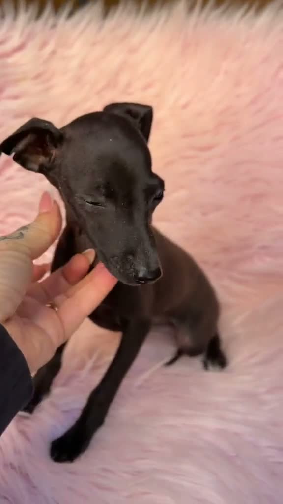 Pequeño Lebrel Italiano perros en venta: Piccolo hembra  (pequeño lebrel italiano) - Video 1
