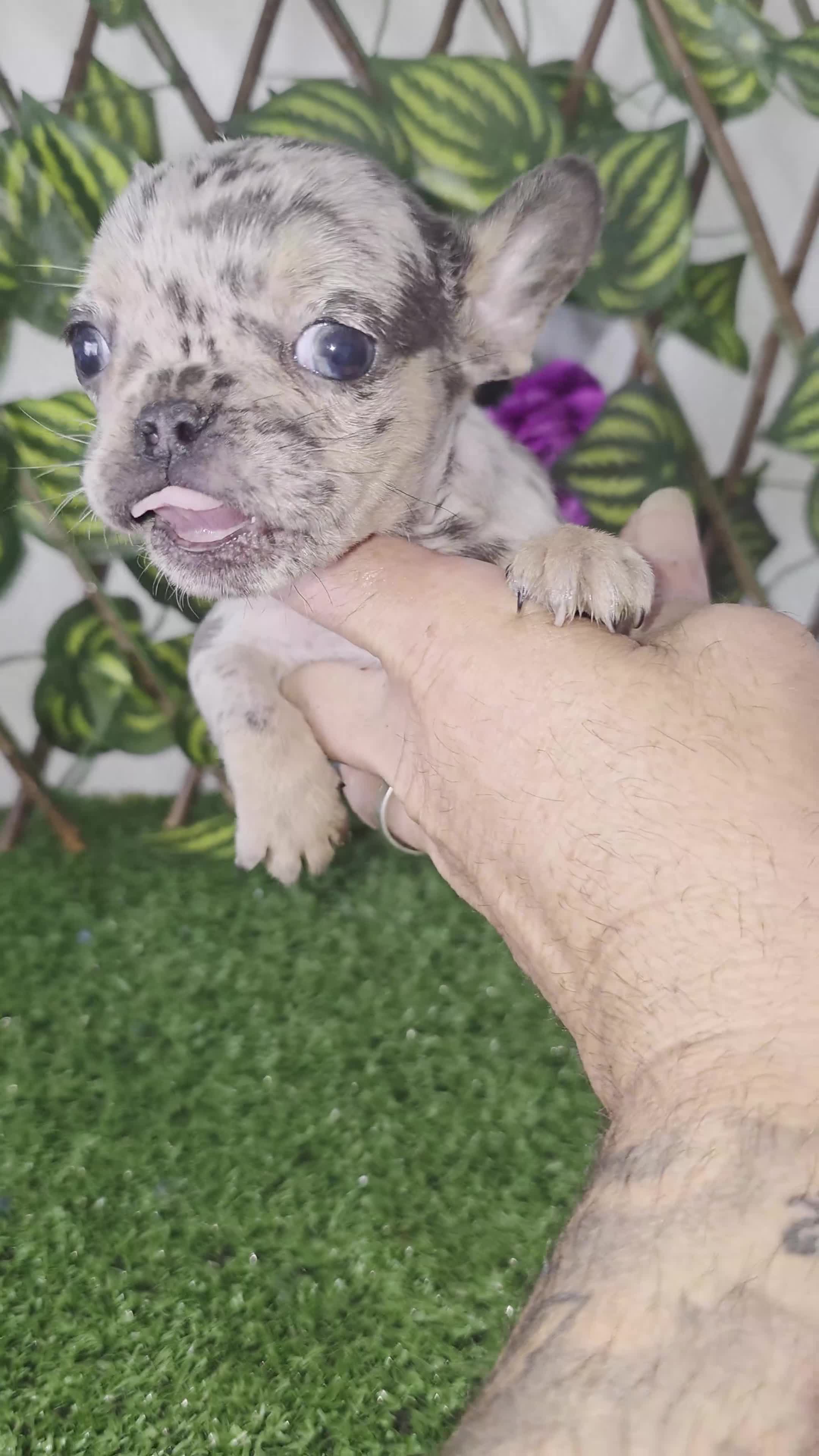 Bulldog Francés perros en venta: Bulldog francés  - Video 1
