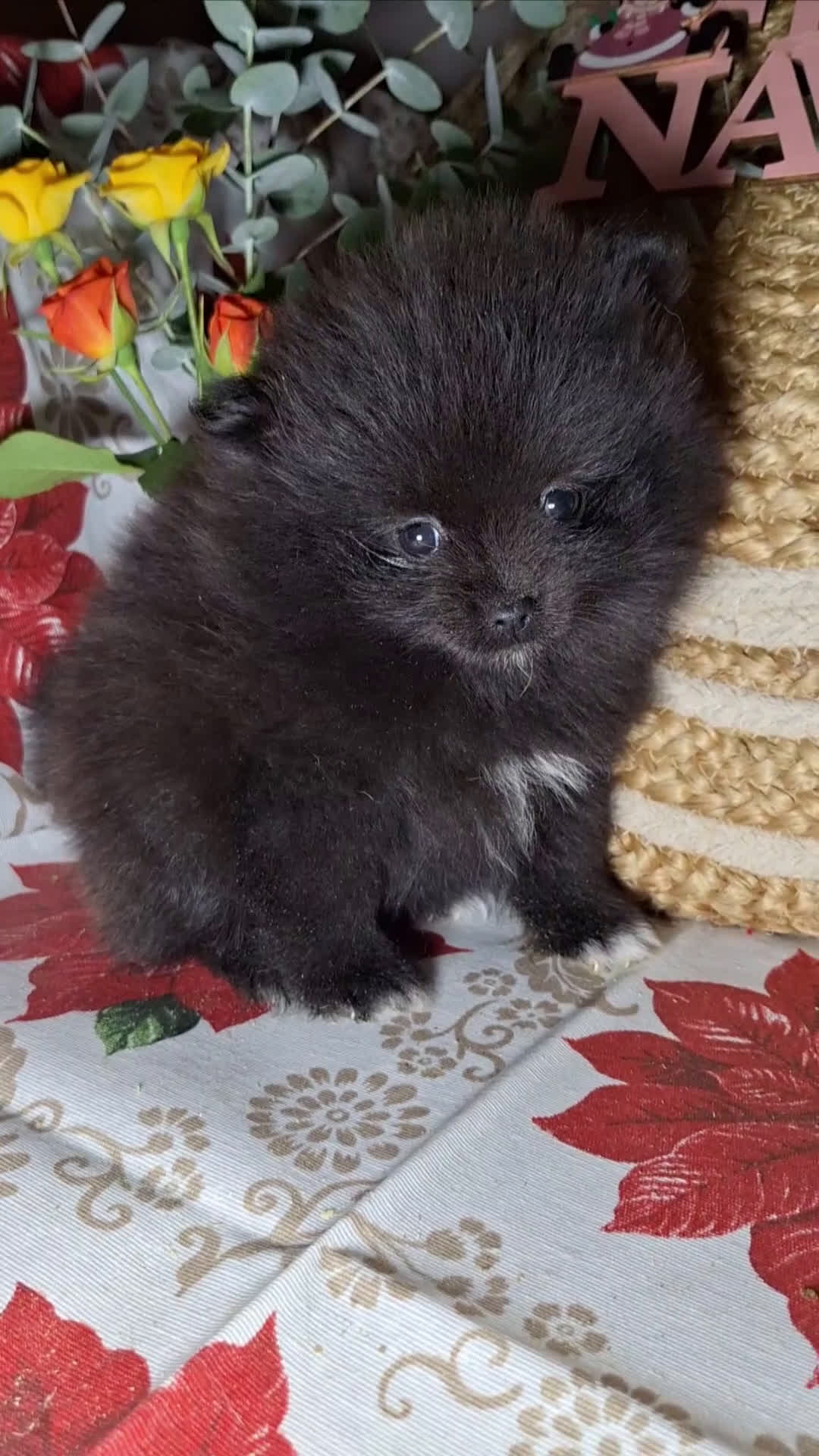 Pomerania perros en venta: POMERANIA  - Video 2