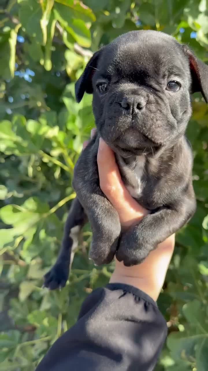 Bulldog Francés perros en venta: Bulldog francés  - Video 1