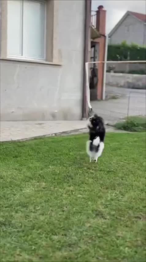 Pomerania perros en venta: Pomerania toy tricolor  - Video 2