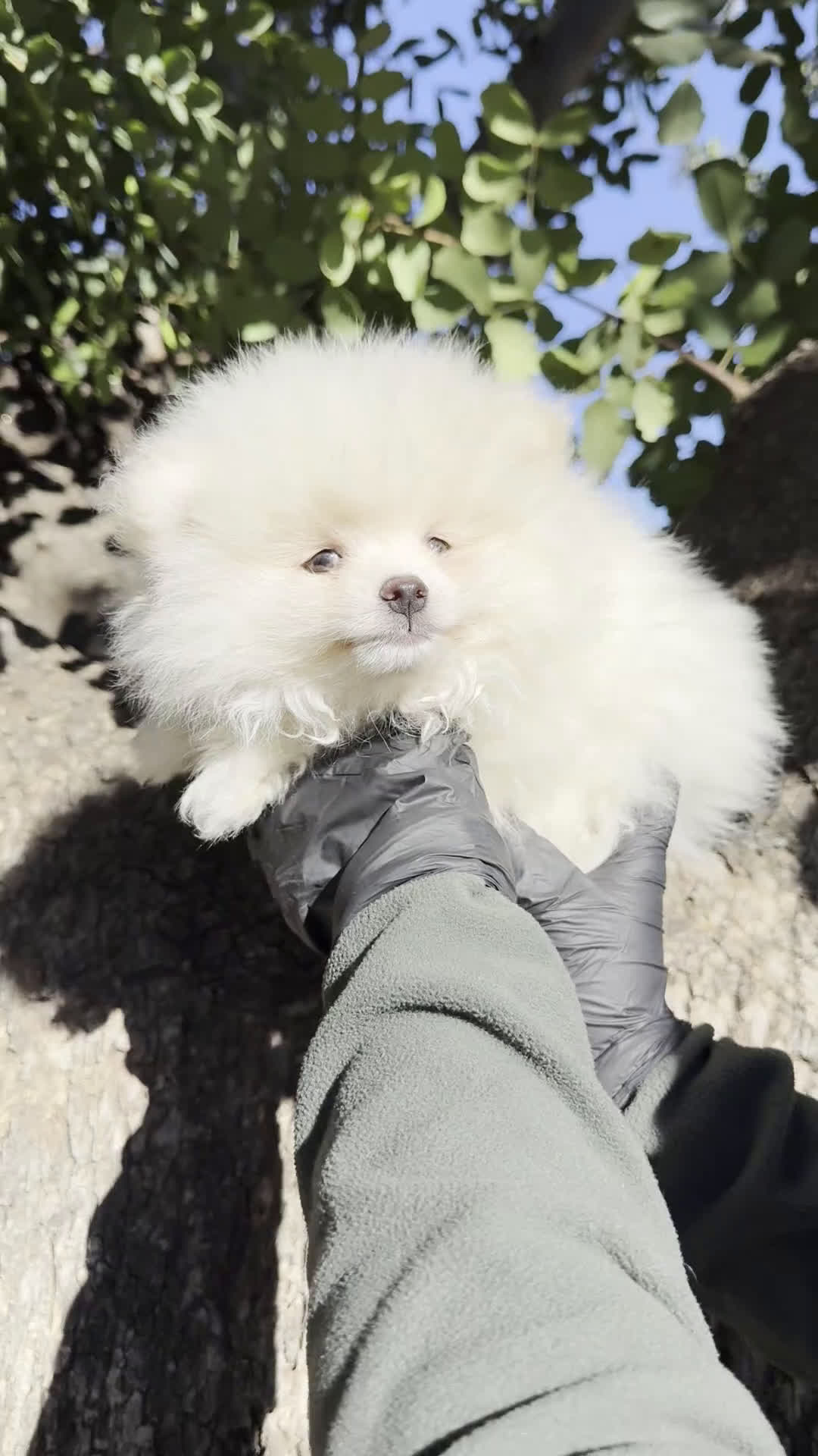 Pomerania perros en venta: Lulu Pomerania blanco y Sable - Video 1