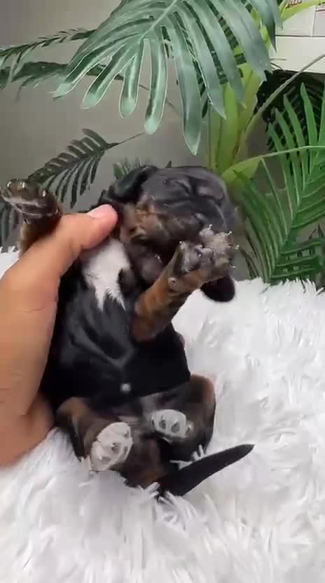 Cocker Spaniel Inglés perros en venta: COCKER SPANIEL INGLES - Video 2