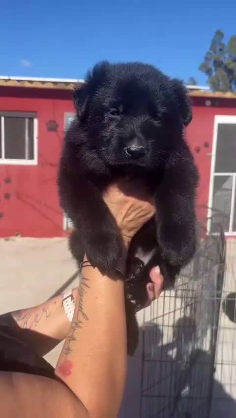 Pastor Alemán perros en venta: Cachorras de trabajo negras en Valencia - Video 2