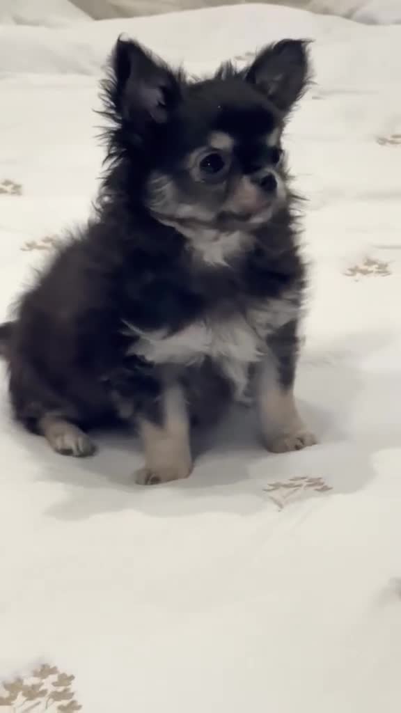 Chihuahua perros en venta: Último Macho Chihuahua 🌟ECONÓMICO🌟 - Video 1