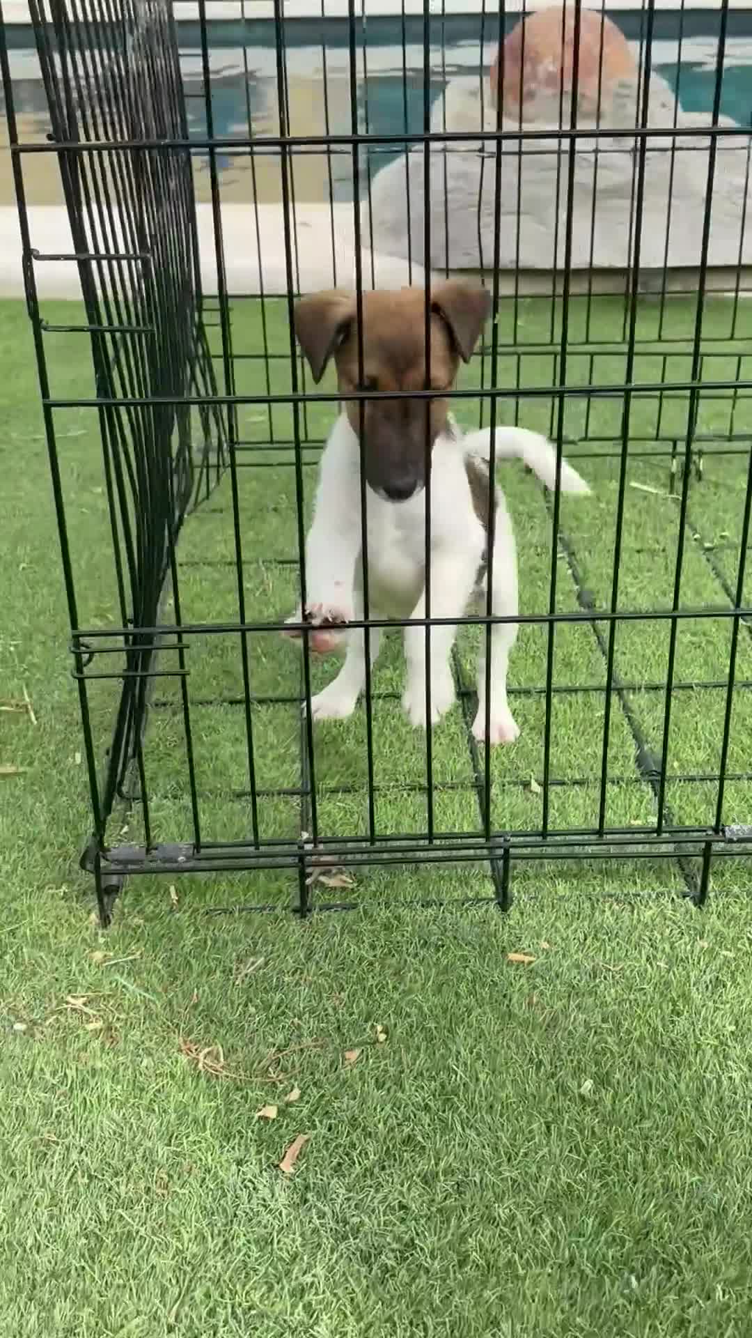 Jack Russell Terrier perros en venta: Fox terrier pelo liso - Video 1