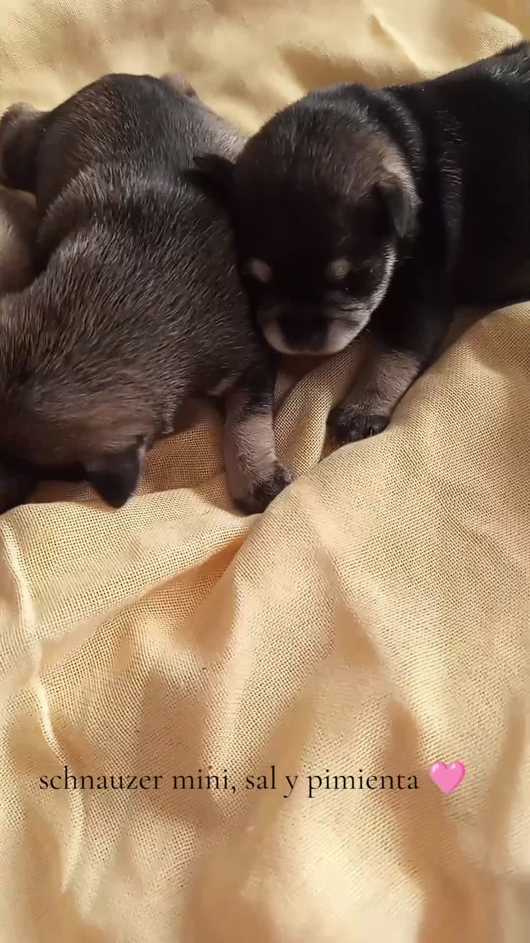 Schnauzer Miniatura perros en venta: Schnauzer mini sal y pimienta  - Video 1