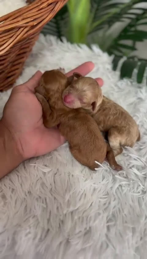Caniche Toy perros en venta: CANICHE TOY HEMBRA. ENVIOS A TODA ESPAÑA - Video 1