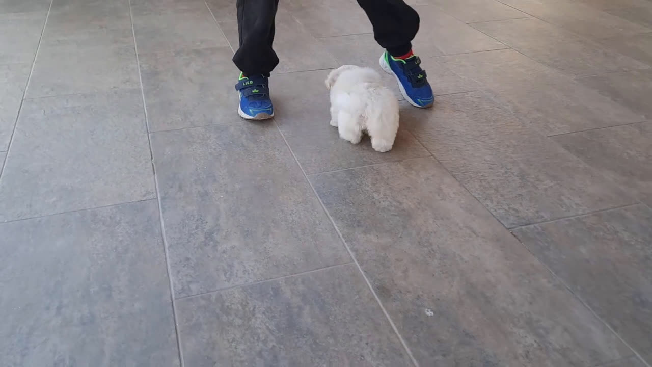 Bichón Maltés perros en venta: Cachorrita de Bichon Maltes  - Video 1