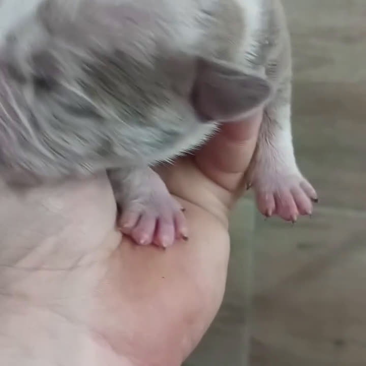 American Bully perros en venta: América bully micro exótico  - Video 4