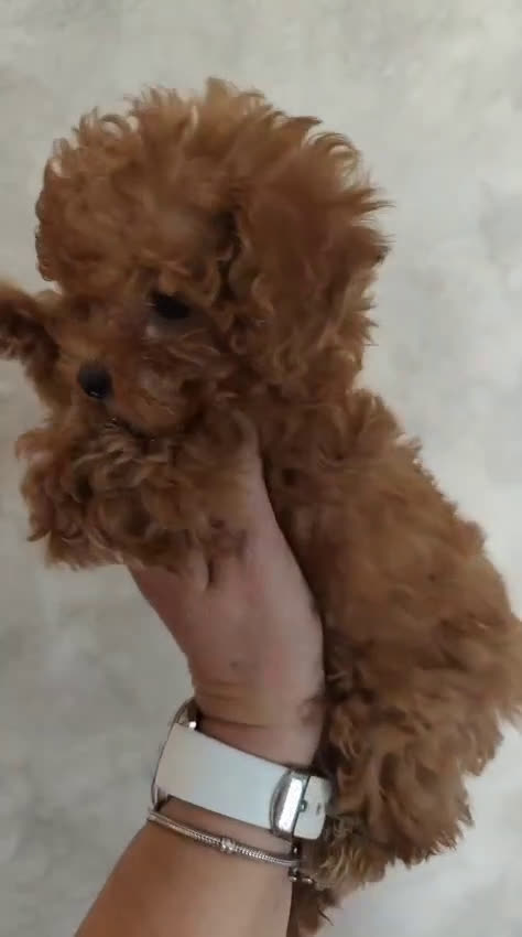 Caniche Toy perros en venta: Espectacular camada caniche toy  - Video 1