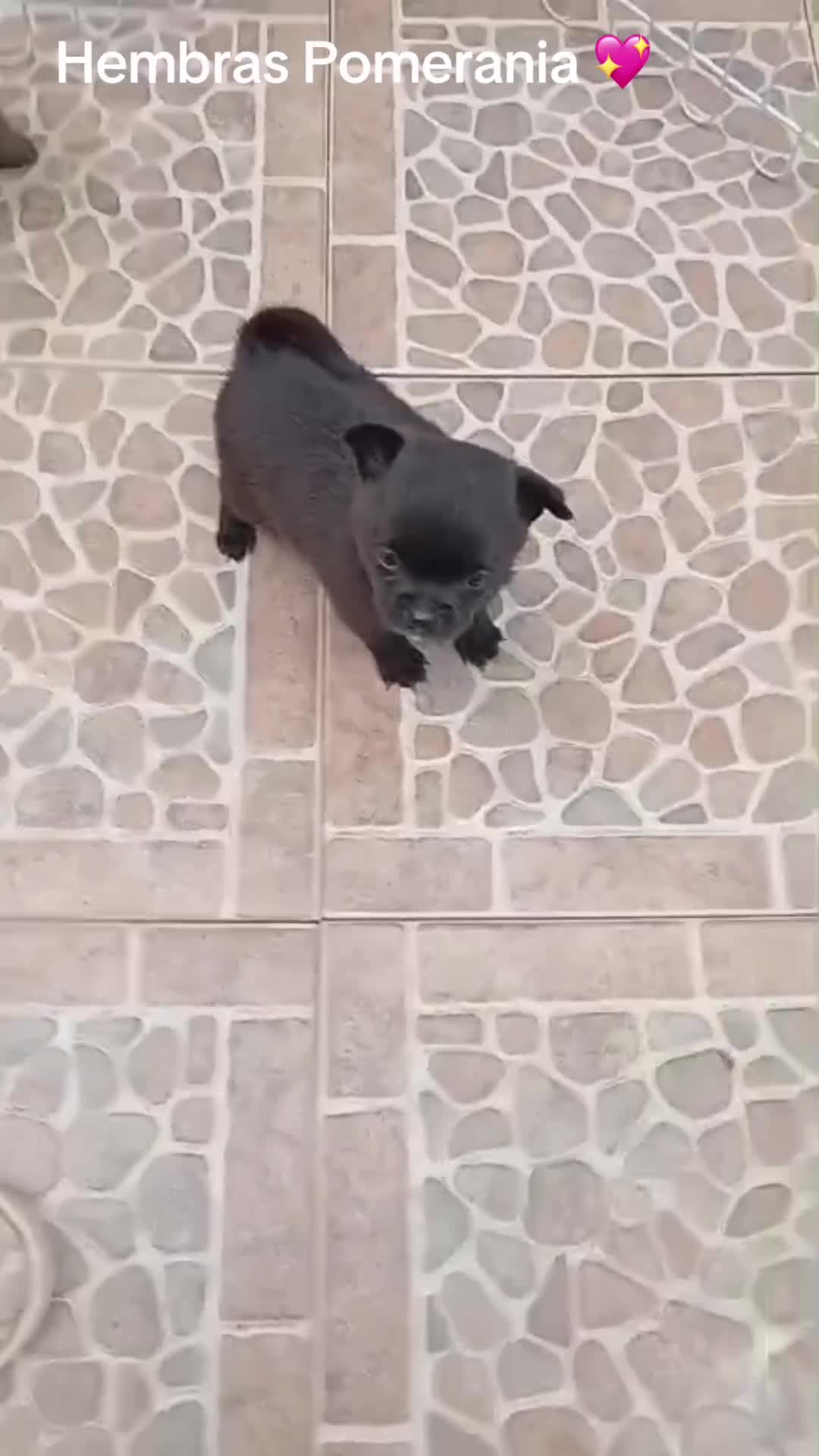 Pomerania perros en venta: Pomeranias hembras  - Video 1