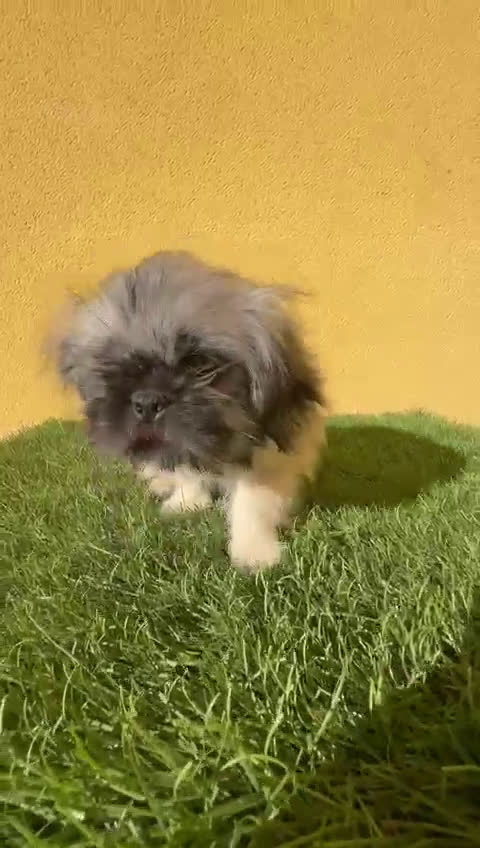 Yorkshire Terrier perros en venta: milcachorros.es disponemos casi todas las razas  - Video 4