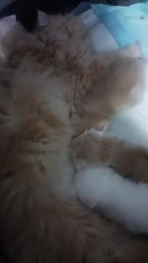 Persa gatos en venta: Gatos persas - Video 3