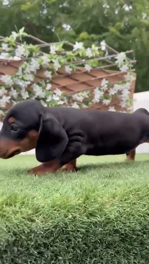 Teckel Miniatura perros en venta: TECKEL MINIATURA – PEQUEÑO, LLENO DE PERSONALIDAD  - Video 1