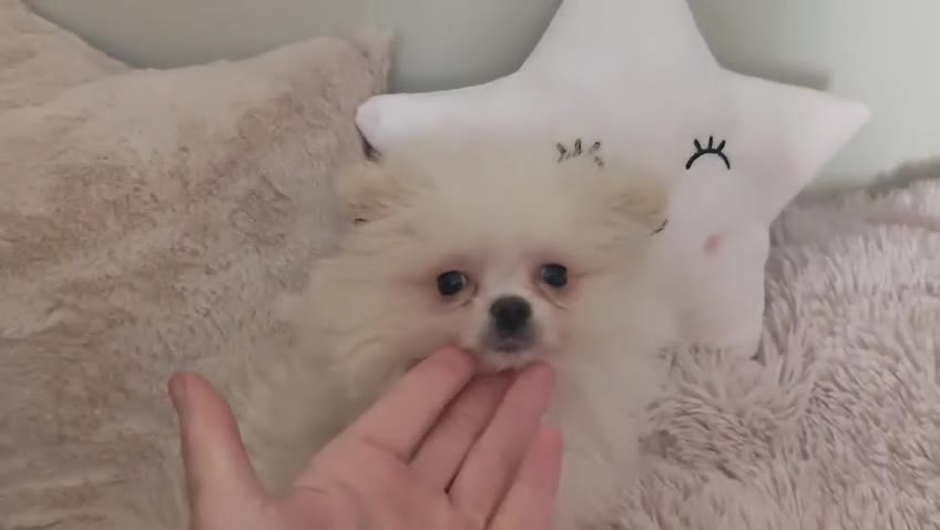 Pomerania perros en venta: Pomerania toy toy - Video 1
