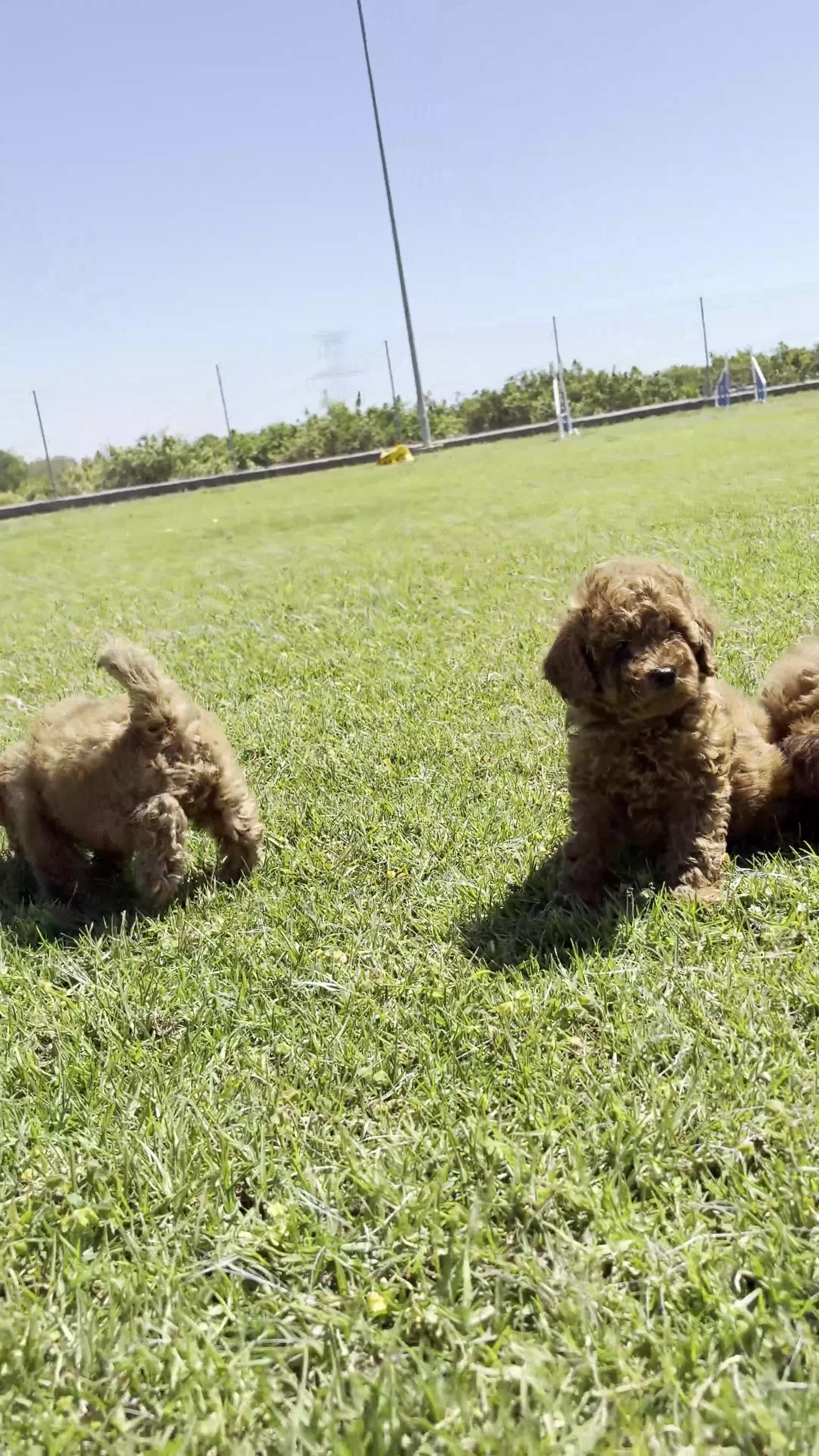 Caniche Toy perros en venta: CANICHE TOY - Video 1