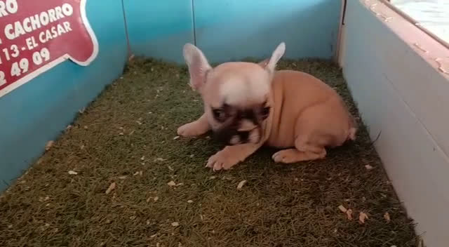 Bulldog Francés perros en venta: CAMADA DE BULLDOG FRANCES en Madrid - Video 1