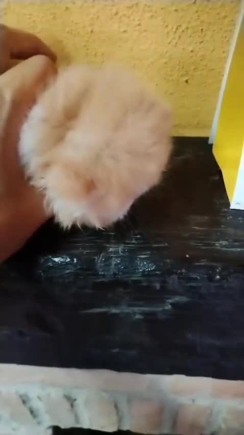 Persa gatos en venta: Macho Persa Puro - Video 1
